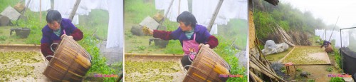 The lovely lady spreading vegetable leaves
