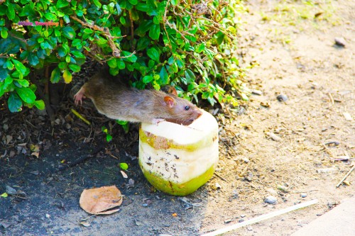 "Hazine bulanındır, götürrr!" şeklinde hindistan cevizine saldıran farecan, Bangkok