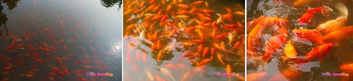 Red Carp Pond in Xixi National Wetland Park in Hangzhou