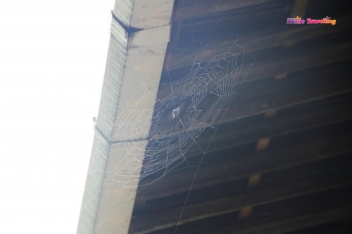 16-local spiderweb