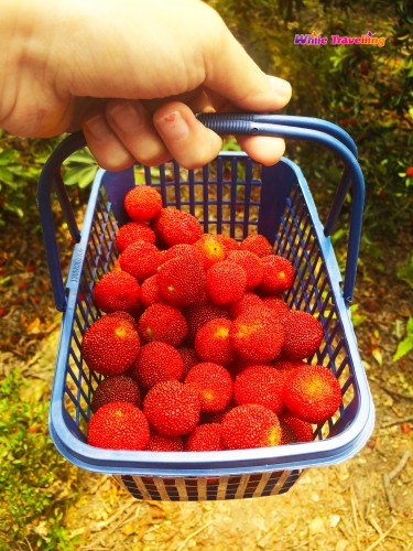 Yuyao Red Bayberry Picking Day