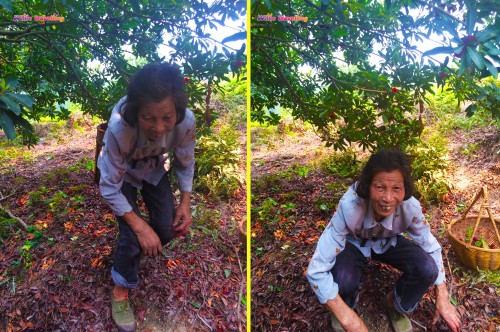 Yuyao Red Bayberry Picking Day