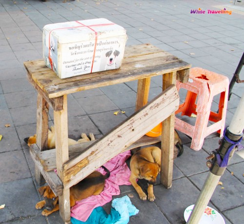 Minik köpecikler, Bangkok