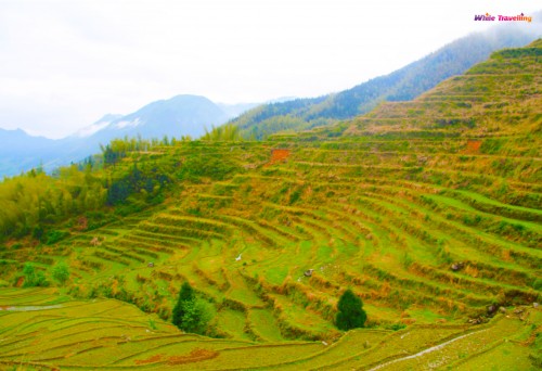 56-rice fields