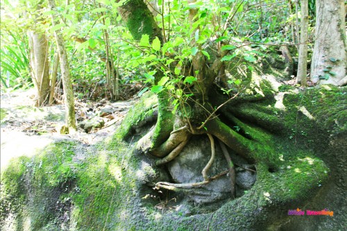 Great formation of roots in Victoria Trail, Hongkong