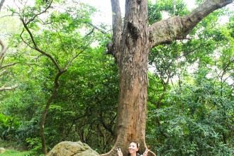 Huge Tree in Victoria Trail