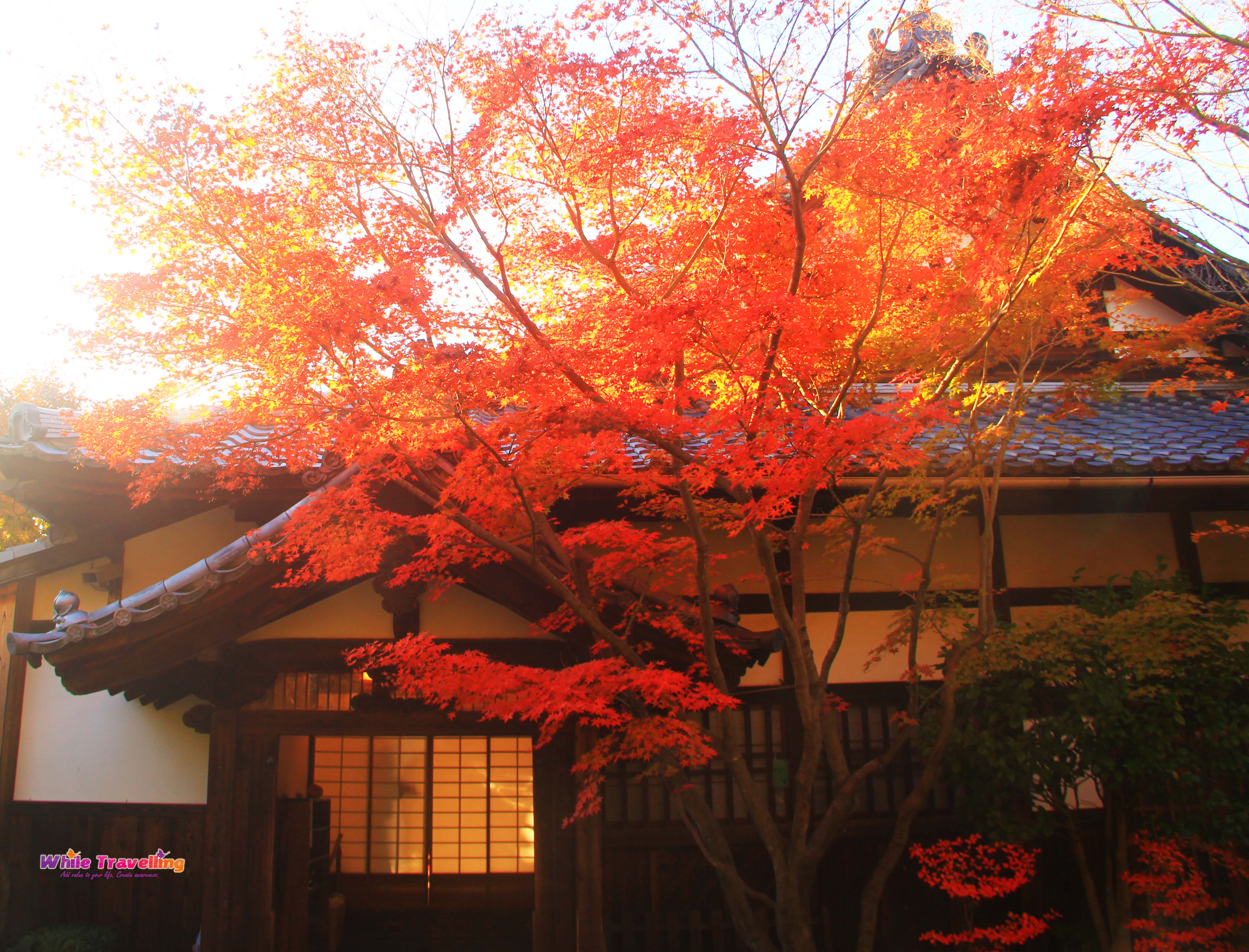 Chasing the autumn colors in Kyoto | While Travelling