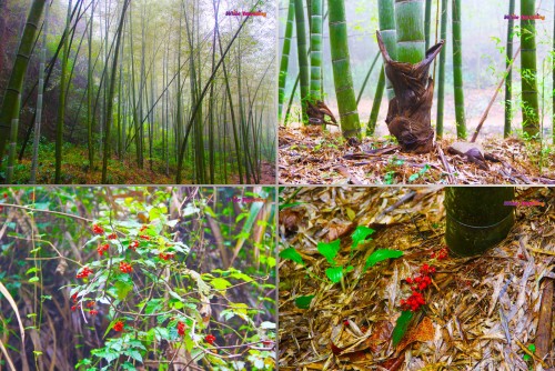 The bamboo forrest