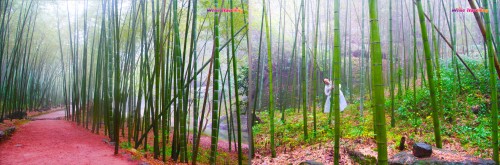 The bamboo forrest